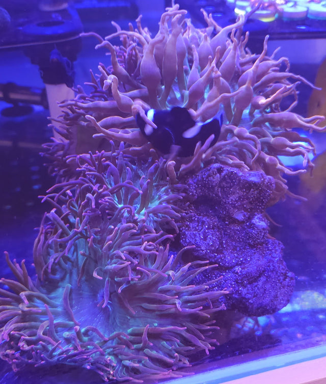 Anemones