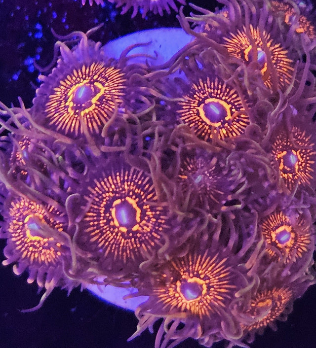 Palythoas