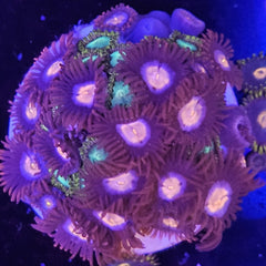 Collection image for: Zoanthids