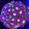 Zoanthids