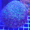 LPS Corals