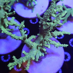 Collection image for: Leather corals