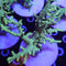 Leather corals