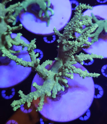 Leather corals