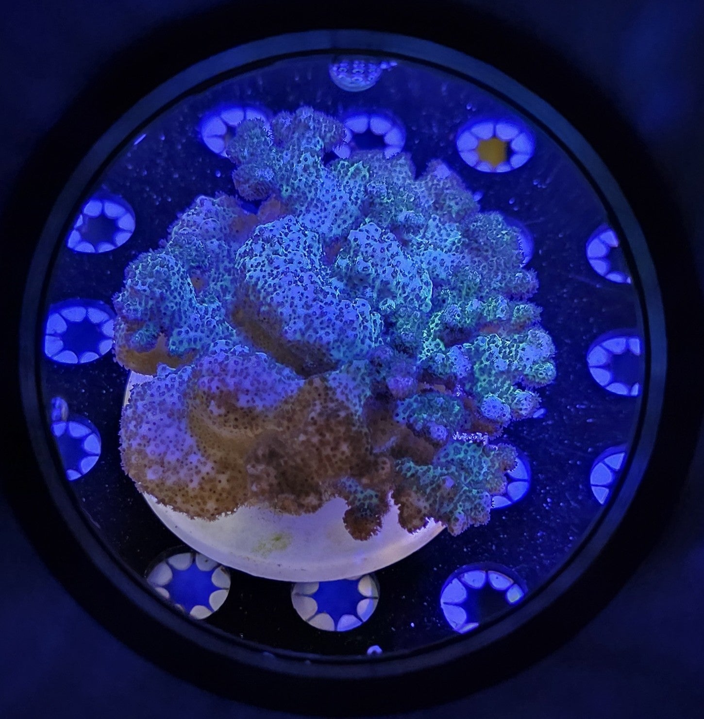 SPS Corals – Beantown Reefers
