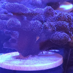 Collection image for: SPS Corals