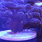 SPS Corals