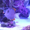 Saltwater Fish