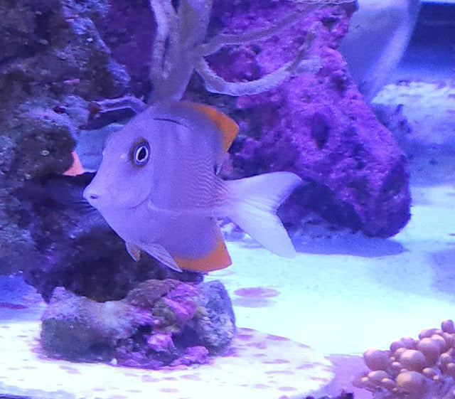 Saltwater Fish