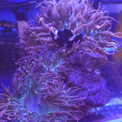 Collection image for: Anemones