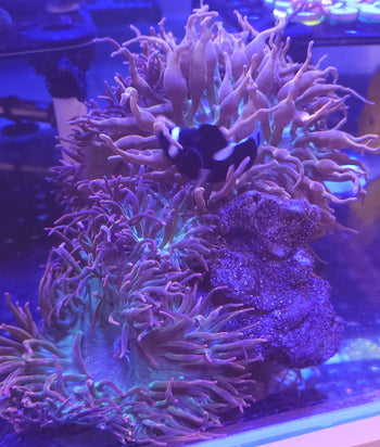 Anemones