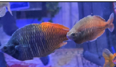 Collection image for: Freshwater Fish