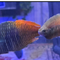 Freshwater Fish