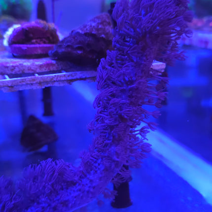 8" Corky Sea Finger (Gorgonian Coral)