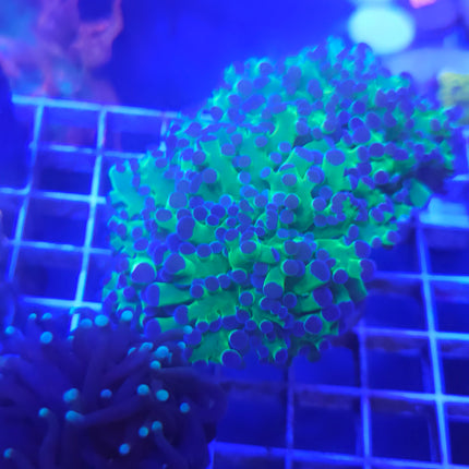 Frogspawn Coral LPS (2 Heads)