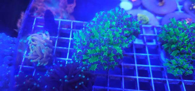Frogspawn Coral LPS (2 Heads)