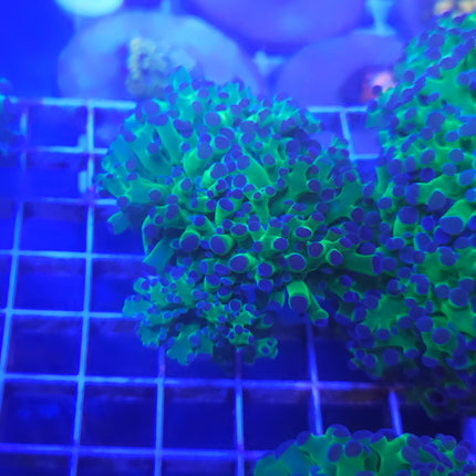 Frogspawn Coral LPS (3 Heads)