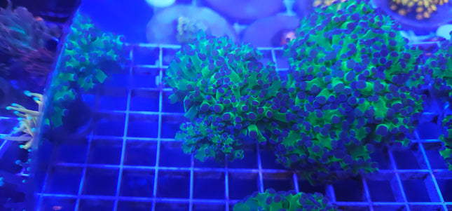 Frogspawn Coral LPS (3 Heads)