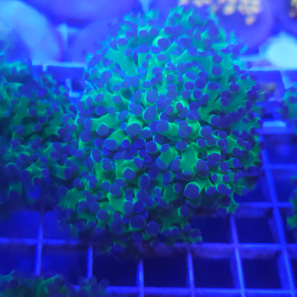 Frogspawn Coral LPS (2 Heads)