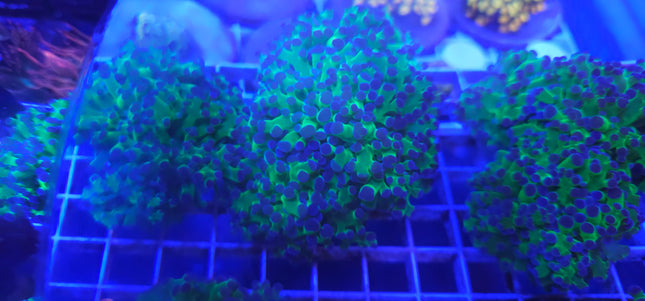 Frogspawn Coral LPS (2 Heads)
