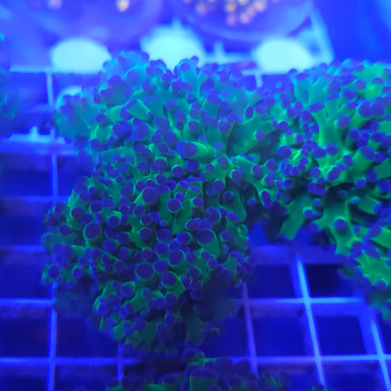 Frogspawn Coral LPS (2 Heads)