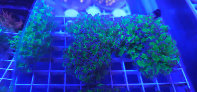 Frogspawn Coral LPS (2 Heads)