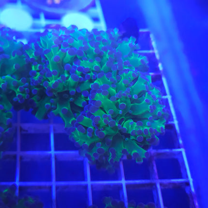 Frogspawn Coral LPS (2 Heads)