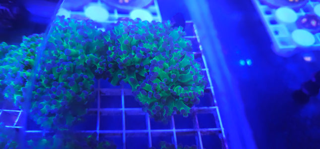 Frogspawn Coral LPS (2 Heads)