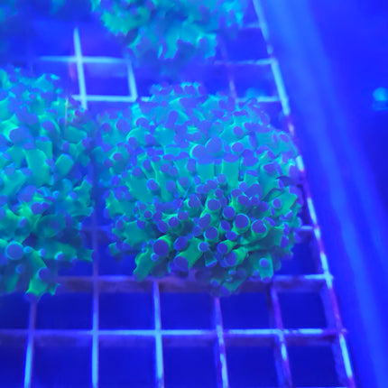Frogspawn Coral LPS (2 Heads)