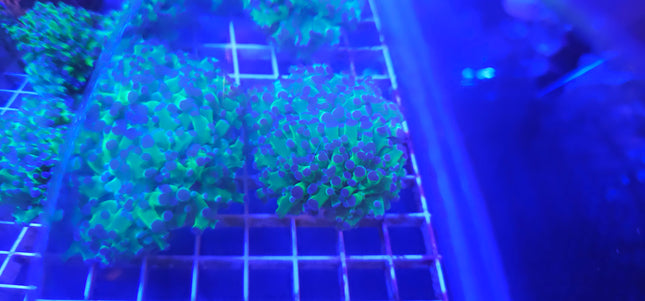 Frogspawn Coral LPS (2 Heads)