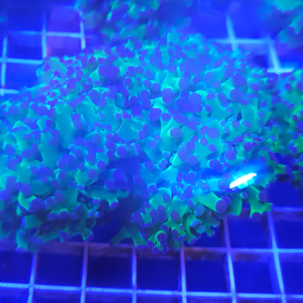 Frogspawn Coral LPS (3 Heads)