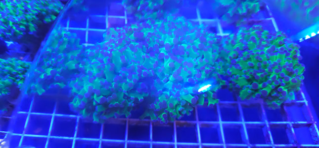 Frogspawn Coral LPS (3 Heads)