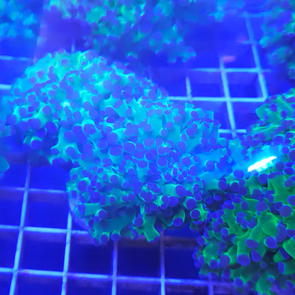 Frogspawn Coral LPS (2 Heads)
