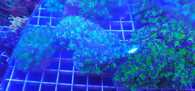 Frogspawn Coral LPS (2 Heads)