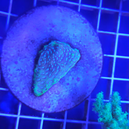 2" Frankenstein Leptoseris SPS