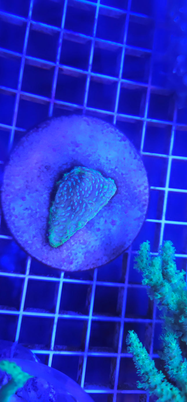 2" Frankenstein Leptoseris SPS
