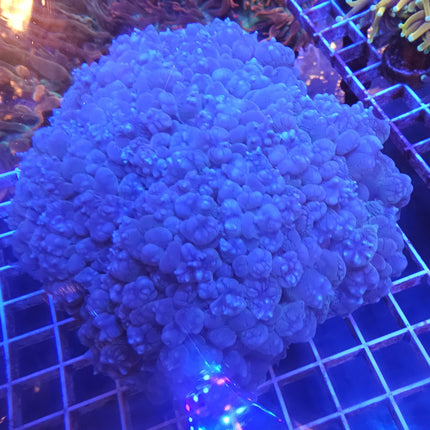 8" Bubble Coral Colony LPS