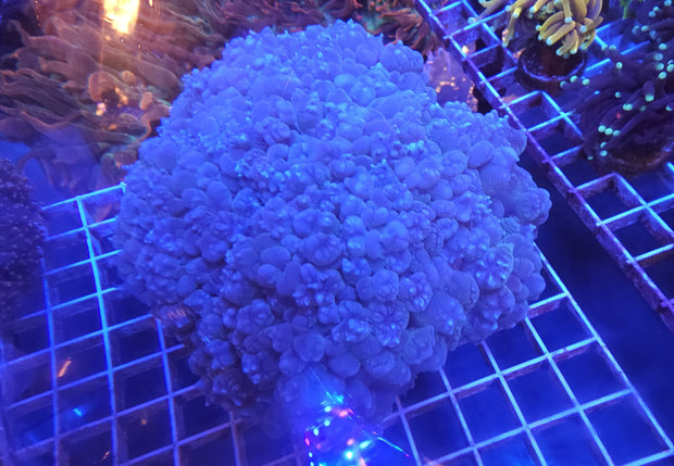 Banner image for: <h5>8" Bubble Coral Colony $350.00</h5>