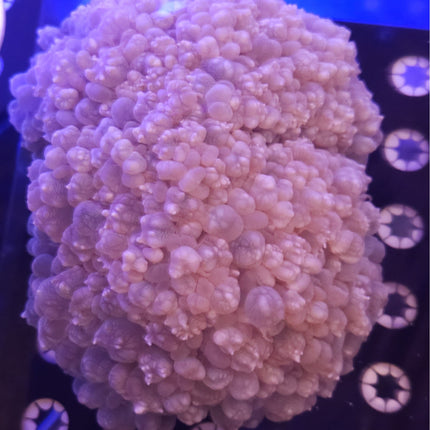 8" Bubble Coral Colony LPS
