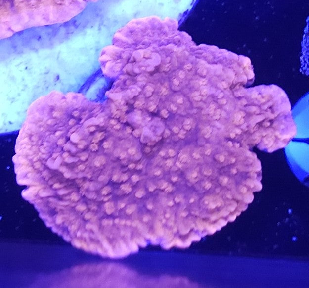 1.5" Red Montipora Cap