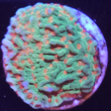 1" Christmas Tree Cap Montipora