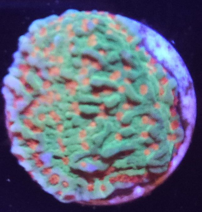 1" Christmas Tree Cap Montipora