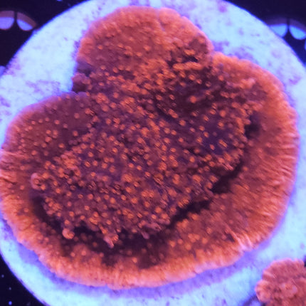 2" Red Montipora Cap SPS