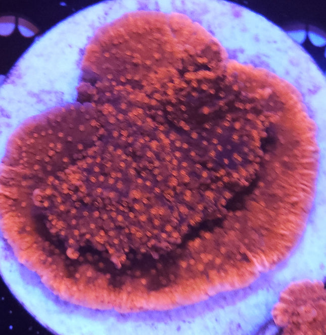 2" Red Montipora Cap SPS