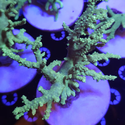 7" Green Sinularia Leather Coral