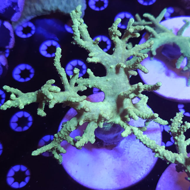 7" Green Sinularia Leather Coral