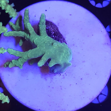 3" Green Sinularia Leather Coral