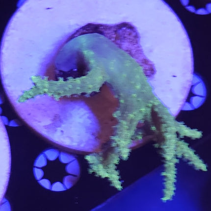 3" Green Sinularia Leather Coral