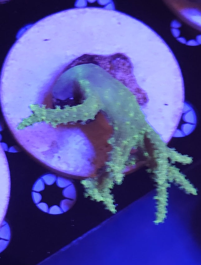 3" Green Sinularia Leather Coral