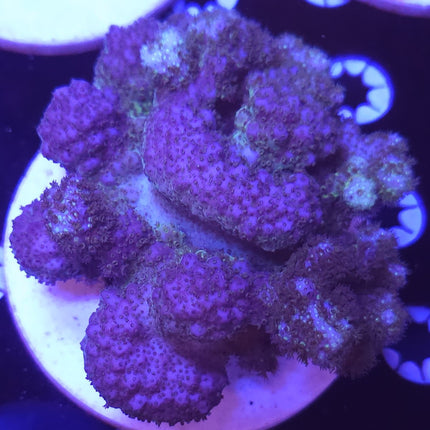 5" Pocillopora Coral SPS Green / Purple